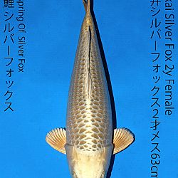 Matsue en Sakai Kai@Narita: afbeelding 67