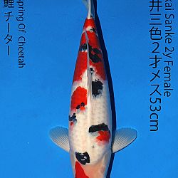 Matsue en Sakai Kai@Narita: afbeelding 68