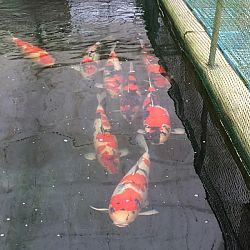 Mijn derde bezoek aan Momotaro: afbeelding 1