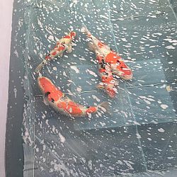 Mijn derde bezoek aan Momotaro: afbeelding 5