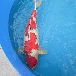Mijn Tategoi sanke : afbeelding 5
