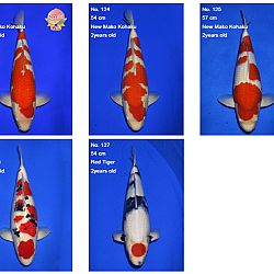 Momotaro auction 17 februari - De mannen: afbeelding 1