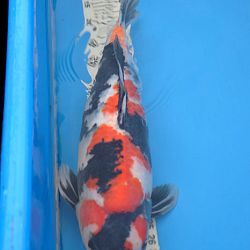 Momotaro Mako showa: afbeelding 1