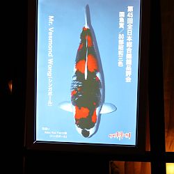 Momotaro Party ter ere van GC 2014: afbeelding 8