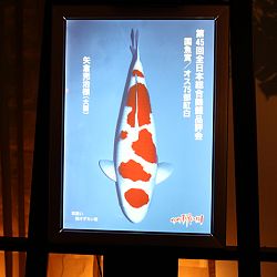 Momotaro Party ter ere van GC 2014: afbeelding 11