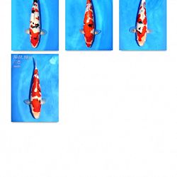 Momotaro Tosai Sanke: afbeelding 1