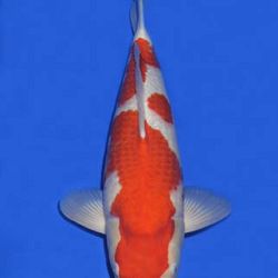 Momotaro veiling 14-15 december: afbeelding 13