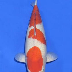 Momotaro veiling 14-15 december: afbeelding 22