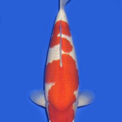 Momotaro veiling 14-15 december: afbeelding 56