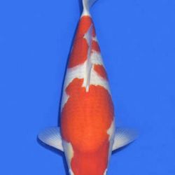 Momotaro veiling 14-15 december: afbeelding 60