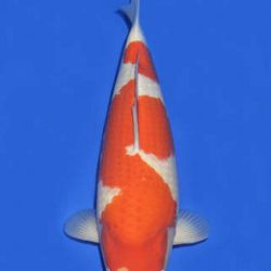 Momotaro veiling 14-15 december: afbeelding 63