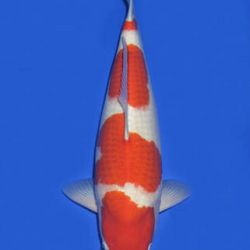 Momotaro veiling 14-15 december: afbeelding 68