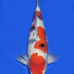 Momotaro veiling 14-15 december: afbeelding 85