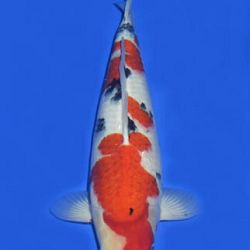 Momotaro veiling 14-15 december: afbeelding 88