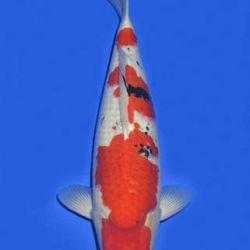 Momotaro veiling 14-15 december: afbeelding 89