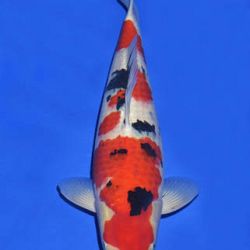 Momotaro veiling 14-15 december: afbeelding 97