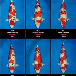 Momotaro veiling 19-20 februari - Sanke: afbeelding 1