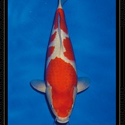 Momotaro veiling Tosai Kohaku: afbeelding 1