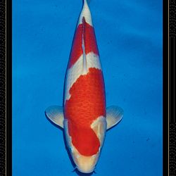 Momotaro veiling Tosai Kohaku: afbeelding 2