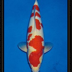 Momotaro veiling Tosai Kohaku: afbeelding 3