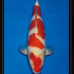 Momotaro veiling Tosai Kohaku: afbeelding 4