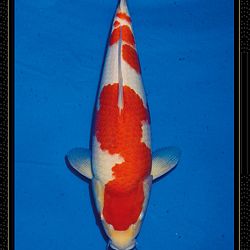 Momotaro veiling Tosai Kohaku: afbeelding 5