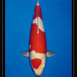 Momotaro veiling Tosai Kohaku: afbeelding 6