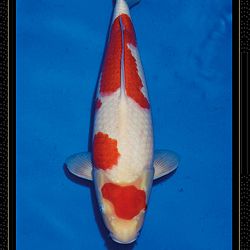 Momotaro veiling Tosai Kohaku: afbeelding 7
