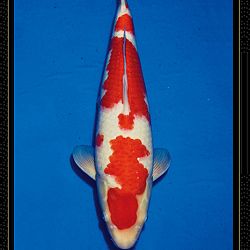 Momotaro veiling Tosai Kohaku: afbeelding 8