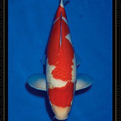 Momotaro veiling Tosai Kohaku: afbeelding 10