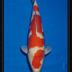 Momotaro veiling Tosai Kohaku: afbeelding 11