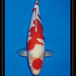 Momotaro veiling Tosai Kohaku: afbeelding 12