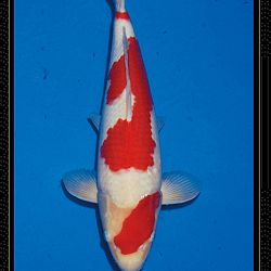 Momotaro veiling Tosai Kohaku: afbeelding 13