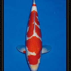 Momotaro veiling Tosai Kohaku: afbeelding 14