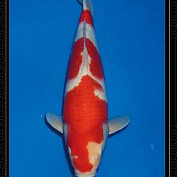 Momotaro veiling Tosai Kohaku: afbeelding 15