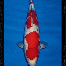 Momotaro veiling Tosai Kohaku: afbeelding 16