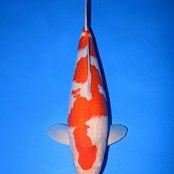 Narita event 5 november: afbeelding 23