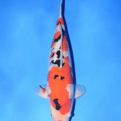 Narita event 5 november: afbeelding 48