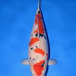 Narita event 5 november: afbeelding 52