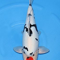 Narita event 5 november: afbeelding 90