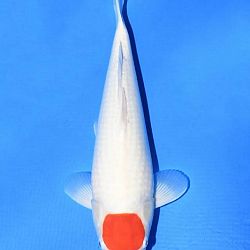 Narita event op 14 april: afbeelding 17