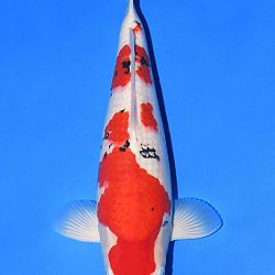 Narita event op 14 april: afbeelding 20
