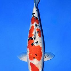 Narita event op 14 april: afbeelding 24