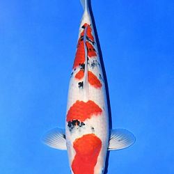 Narita event op 14 april: afbeelding 25