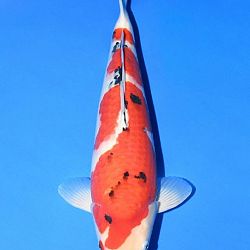 Narita event op 14 april: afbeelding 28