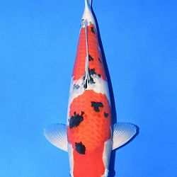 Narita event op 14 april: afbeelding 31