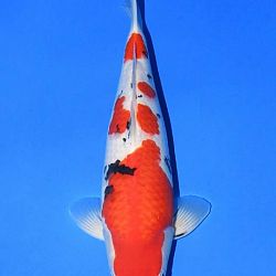 Narita event op 14 april: afbeelding 32
