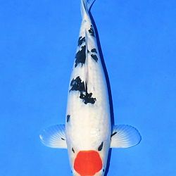 Narita event op 14 april: afbeelding 33