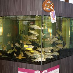 Narita Opensales: afbeelding 10
