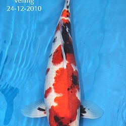 Nieuws van onze Azukari koi: afbeelding 1